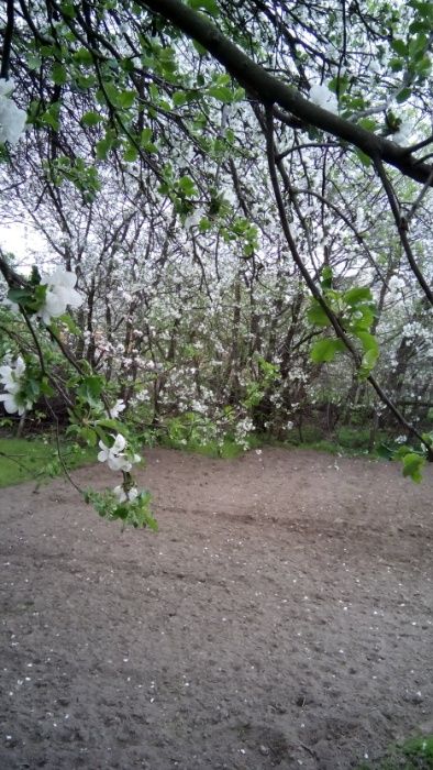 Земельна ділянка 31 сотка Липовий Скиток, Київська область.