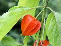 50 Sementes de Lanterna Chinesa - Physalis franchetii