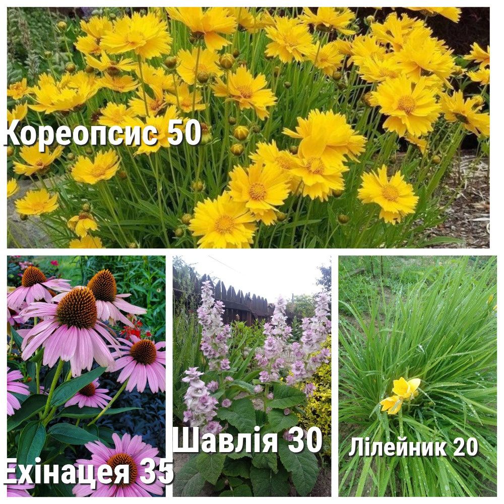 Продам садові квіти дешево.