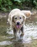 Golden Retriever biszkopt oddam Poznań okolice