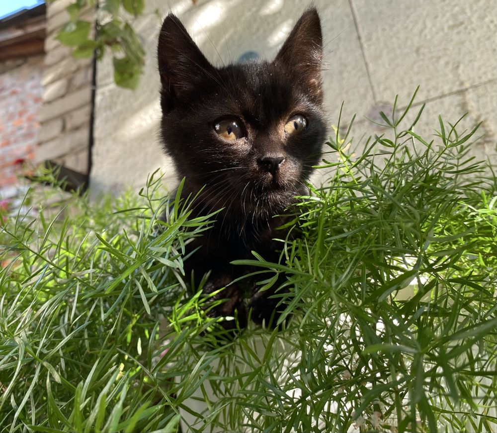 Подарю котенка добрым людям
