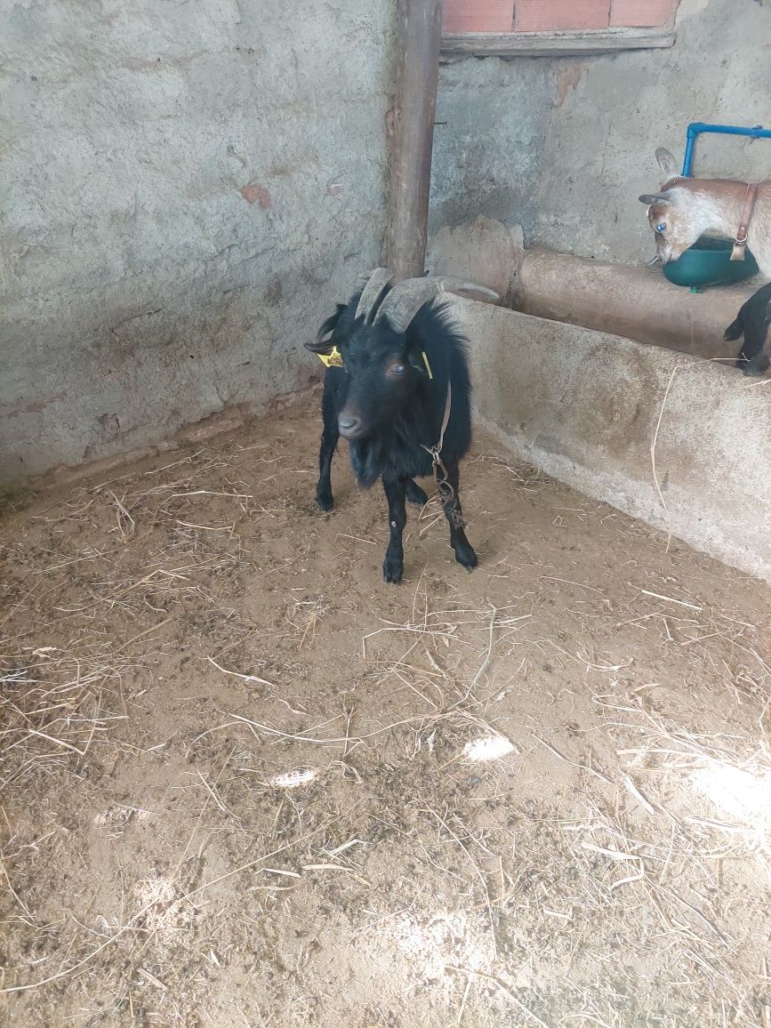 Cabrita e cabrito reprodutor anões puros maltez
