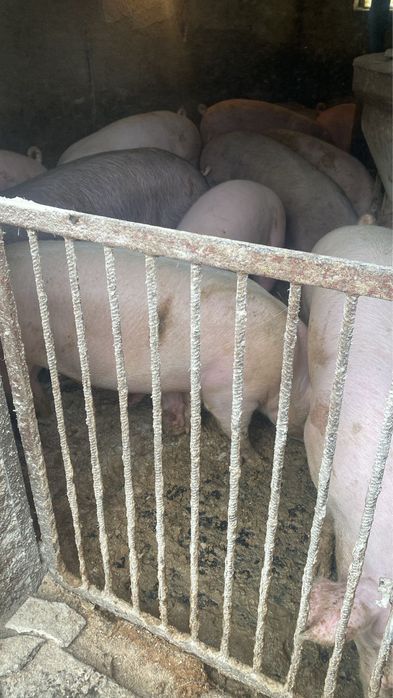 Świnie, tucznik, warchlaki