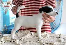 Szczenię piesek Jack Russell Terrier po Championach, FCI ZKwP,