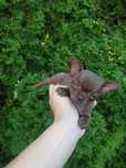 Chihuahua suczka
