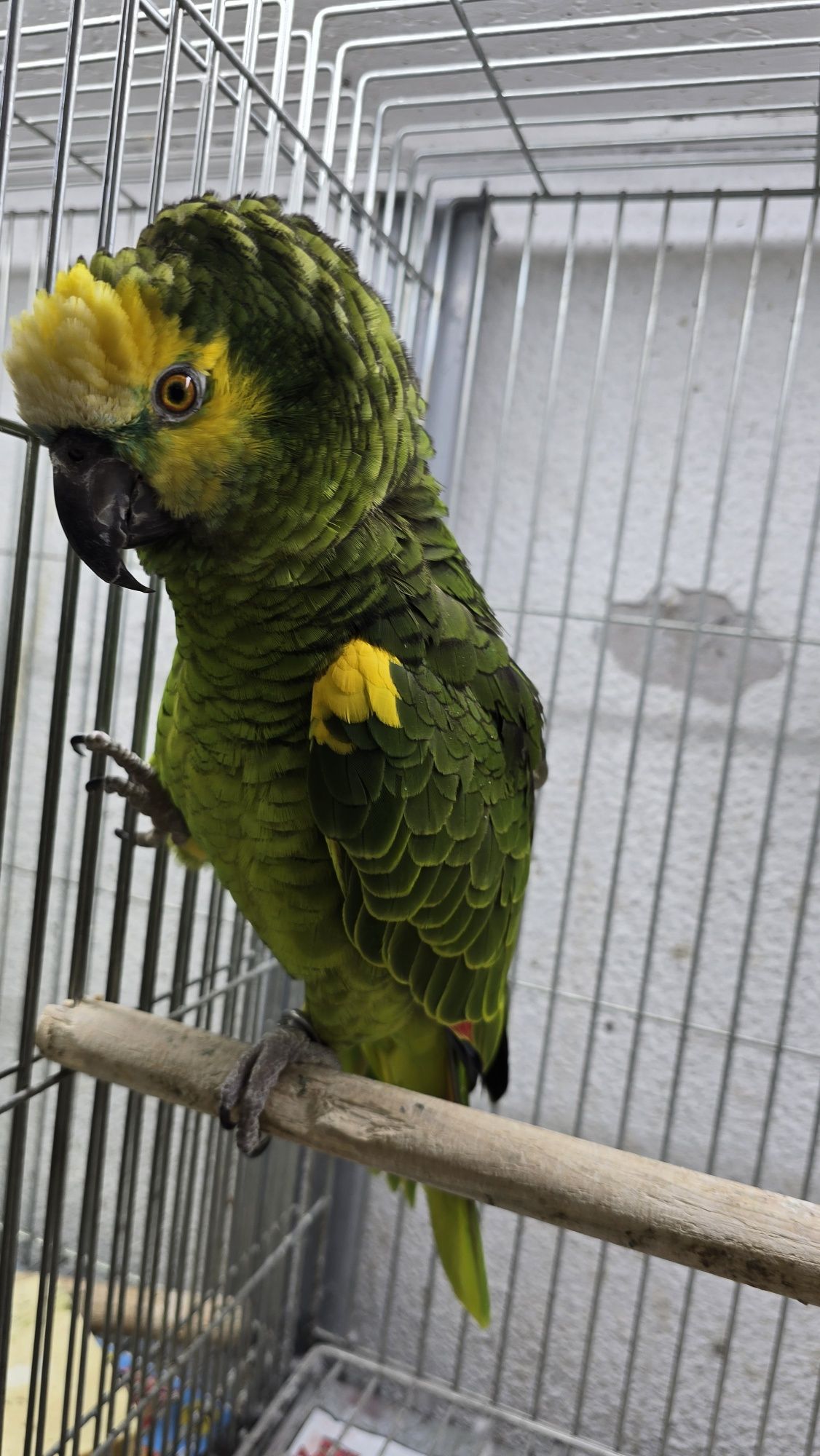 Papagaio muito bonito