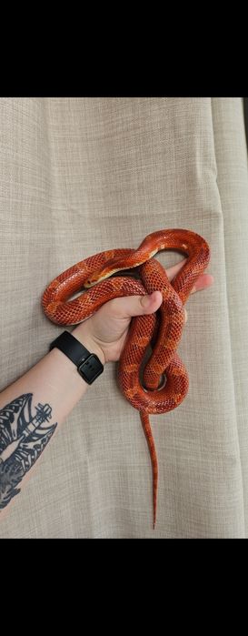 Wąż zbożowy dorosła samica