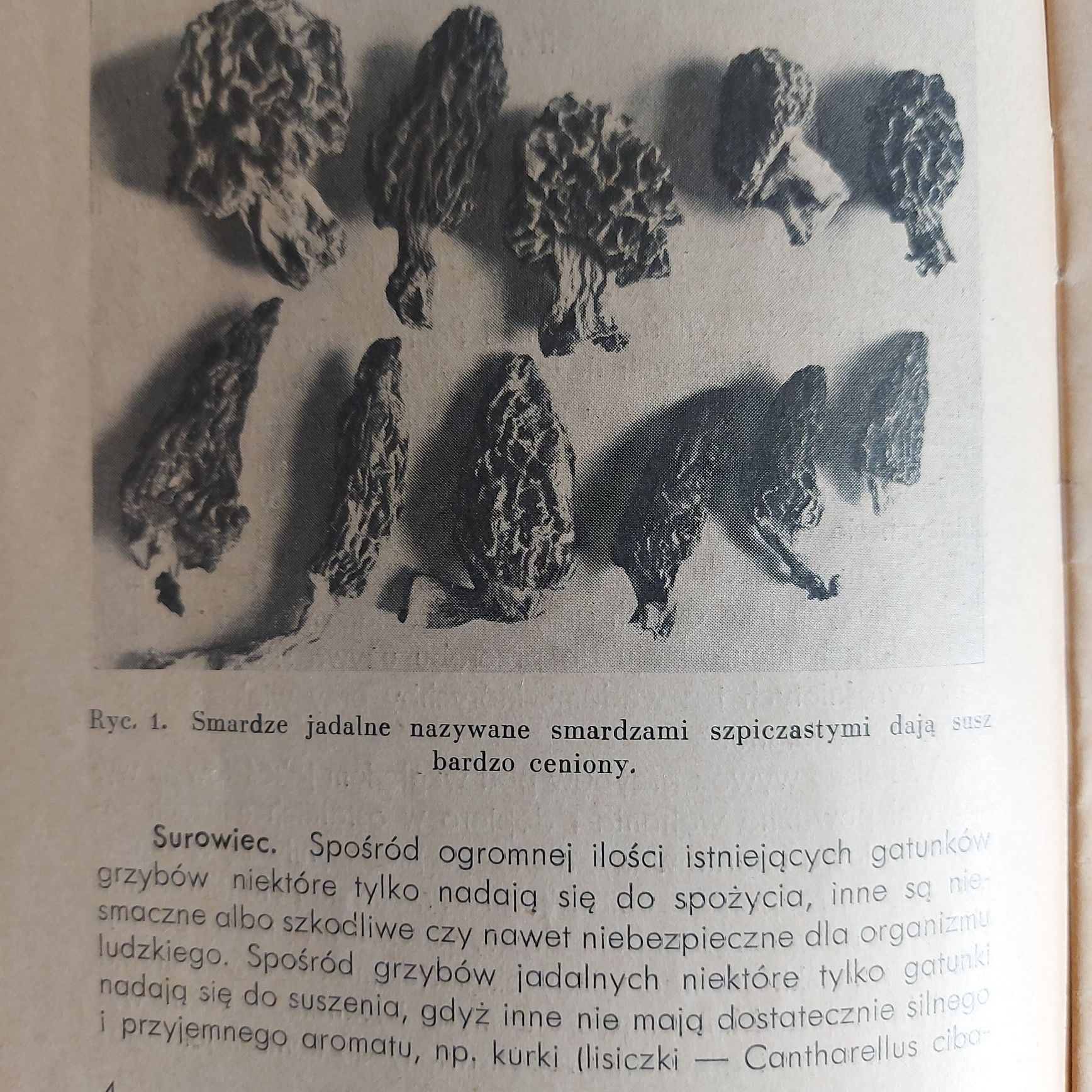 Grzyby - zbiór, suszenie , gatunki - wyd. 1938