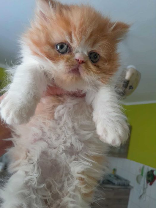 Kotka perska rudo-biszkoptowo-biała