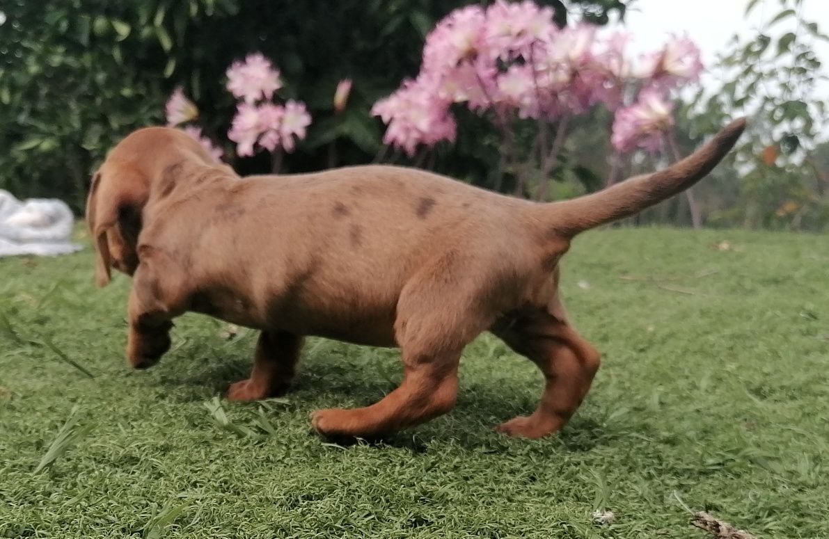 Teckel castanho arlequim pelo curto