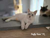 Koteczka Ragdoll Ibiza