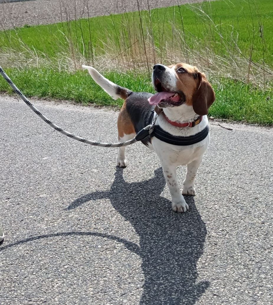 Beagle reproduktor