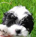 Maltipoo Piesek toy miniatura rodzice z badaniami