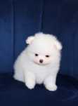 Szpic Miniaturowy Typ Boo