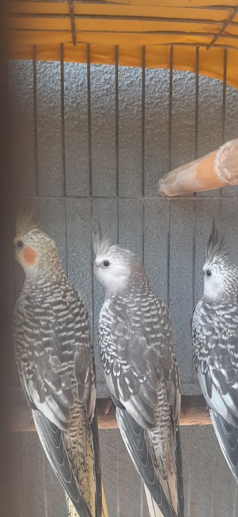 Vendo caturras praticamente domesticadas