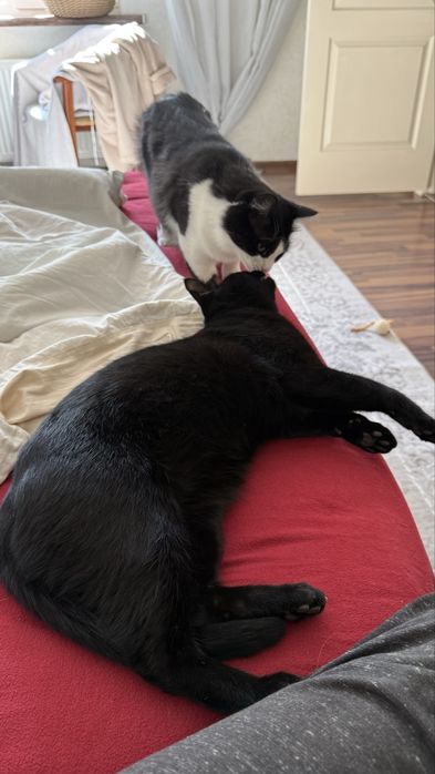 Черный кот ищет дом и любящую семью