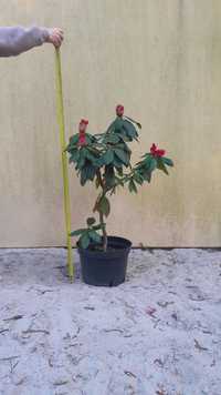 Azalie wielokwiatowe i rododendrony od 60cm do 100cm
