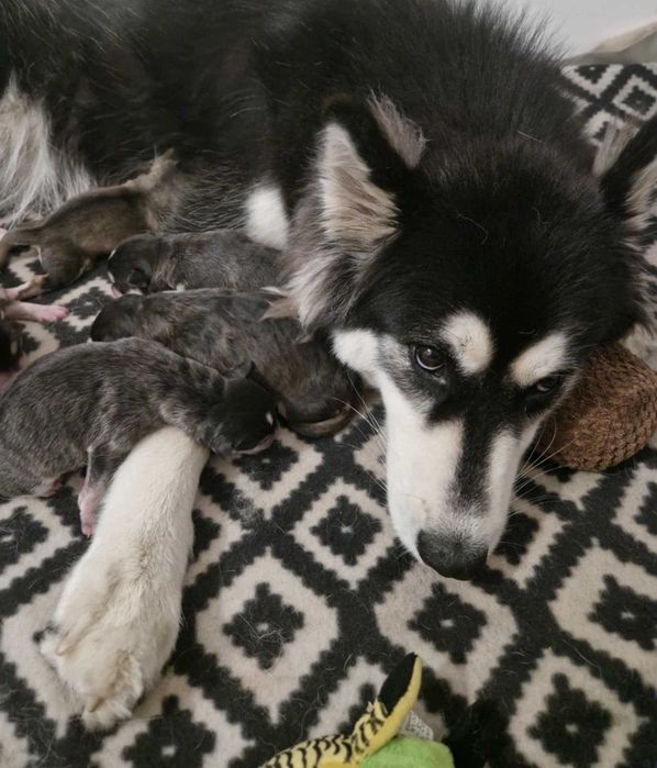 Husky do oddania !