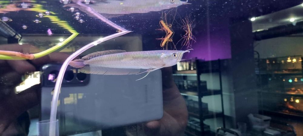 Arowana srebrna 20cm