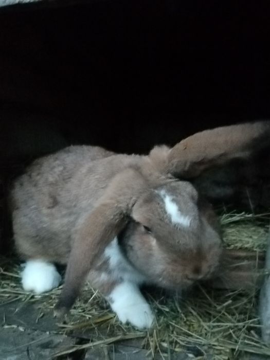 Króliki mieszańce nowozelandzki czerwony x baran francuski