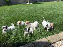 Jack Russel qualidade