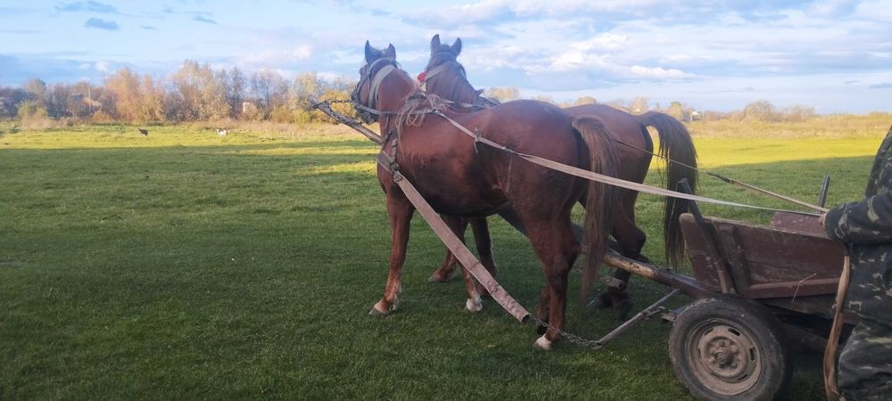 Продаються кобили Львівська область золочівський район ціна договірна