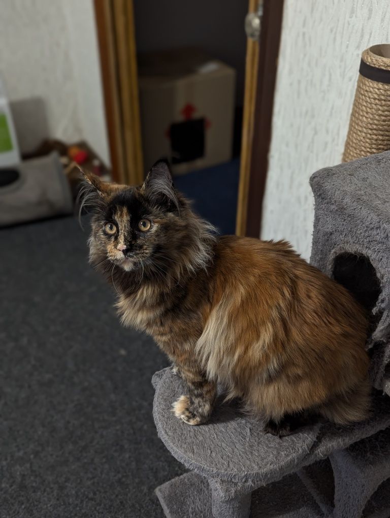 Котёнок Мейн Кун Кошеня Мейн кун Рыжий кот Кошка Девочка