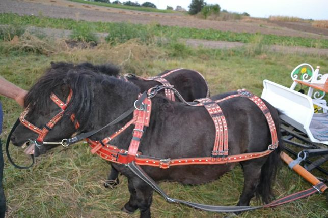 Упряж посторонки віжки шетлендской уэльской лошади