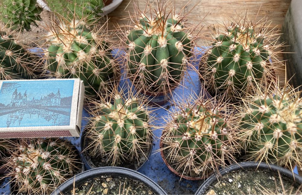 Kaktus Trichocereus terscheckii siewki 2letnie