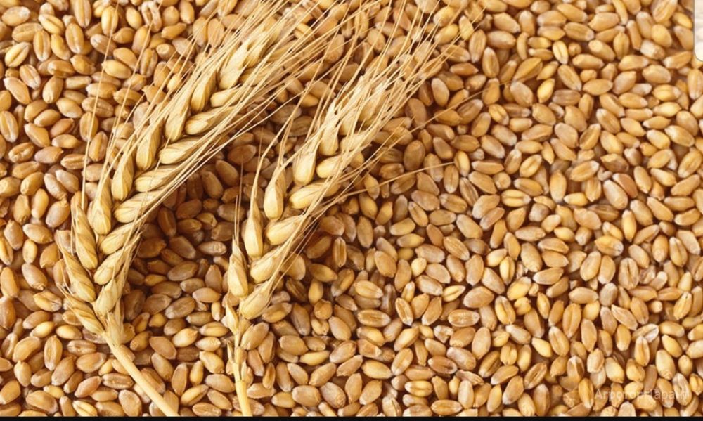 Продам Пшеницю.