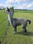 Samiec Alpaki Grey