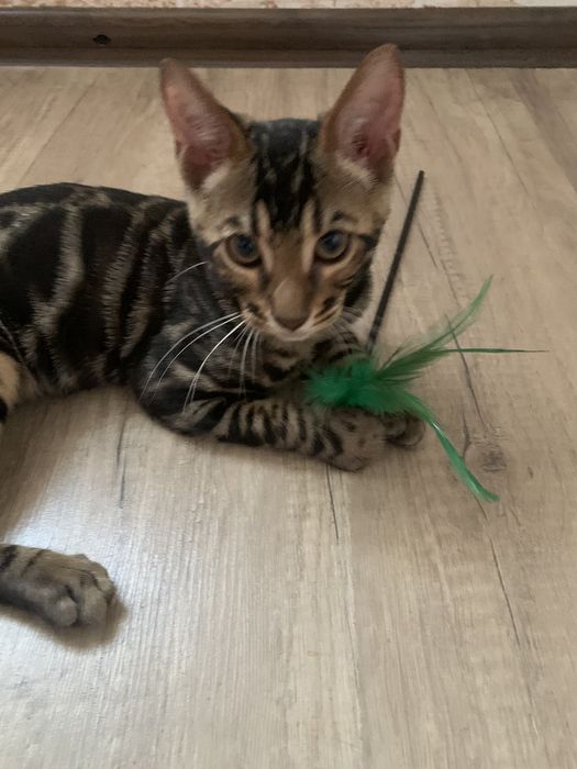 Шикарный бенгальский котик