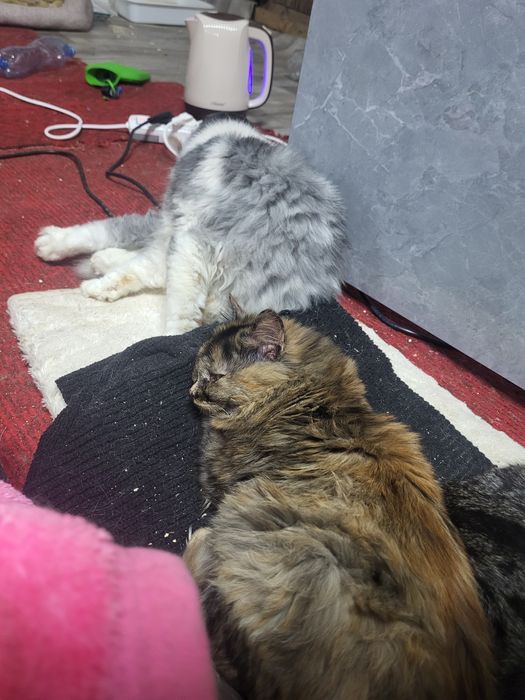 Неперевершена Аврора шукає добрі руки