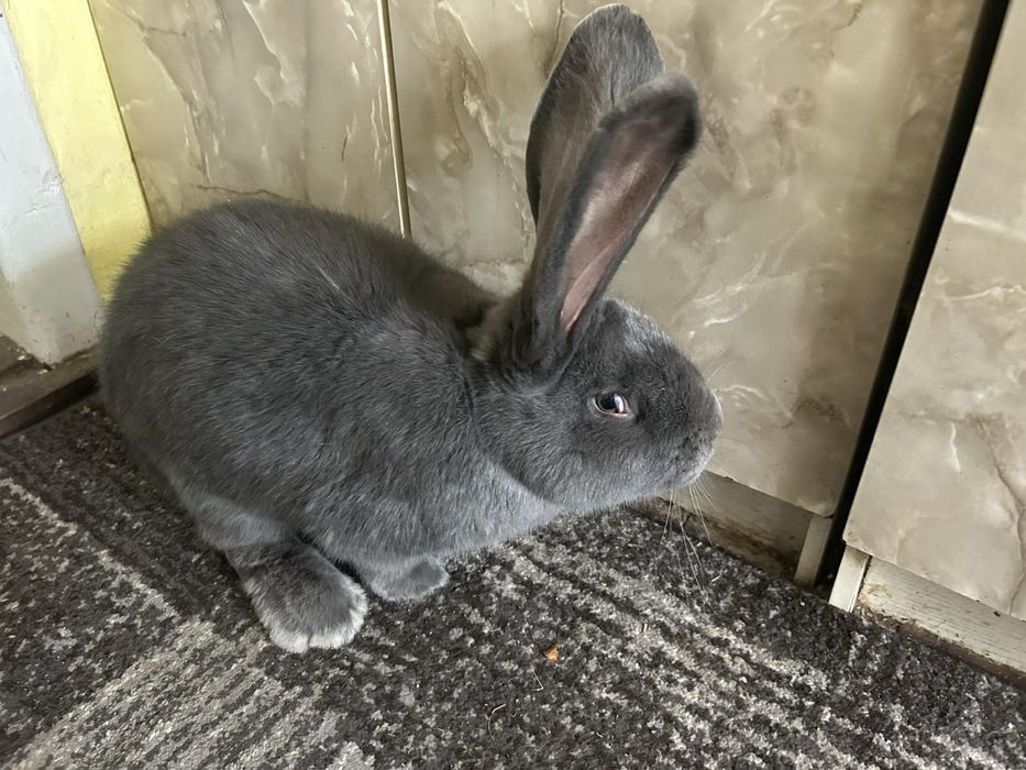 Продам Бельгійський велікан голубого окрасу