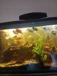 Oddam Ryby akfariowe