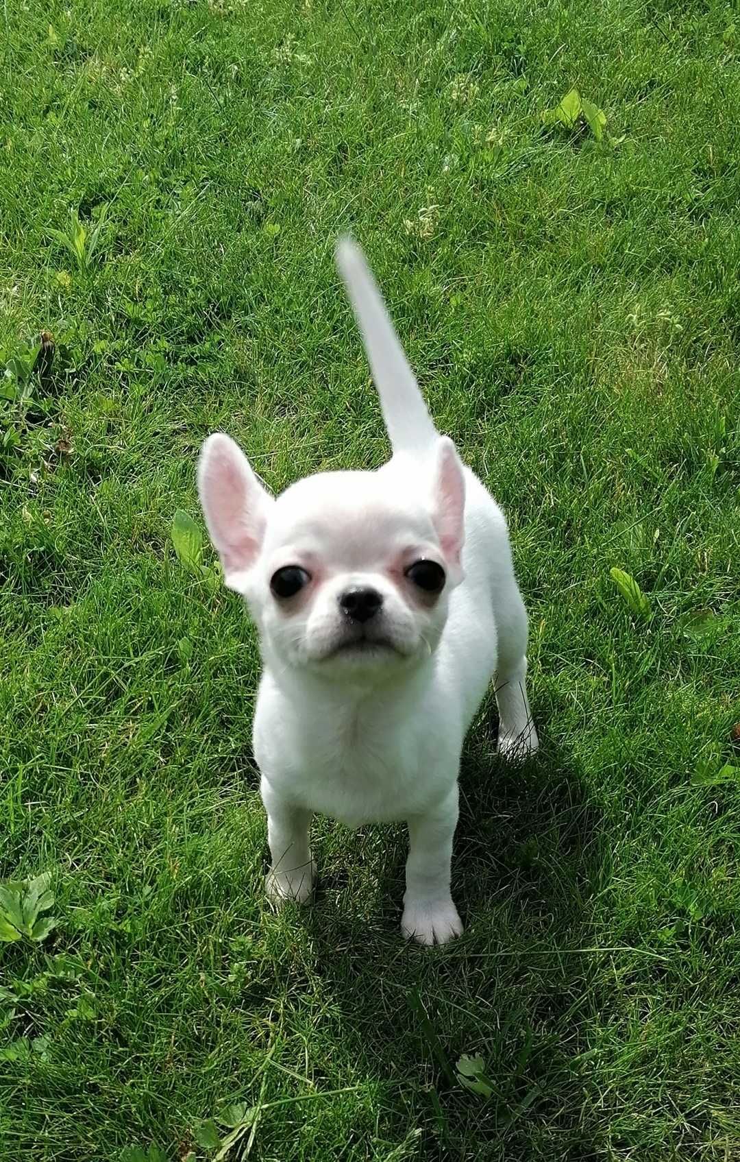 Cudny chihuahua kremowy