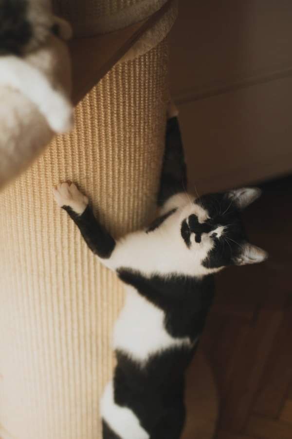 Tove szuka domu niewidoma kotka kot czarno-biały adopcja do adopcji