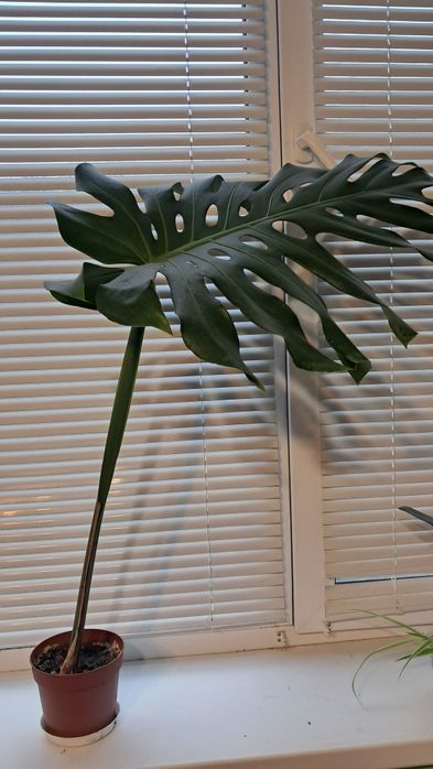 Монстера/комнатное растение