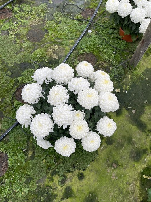 Chryzantemy dąbki kwiaty