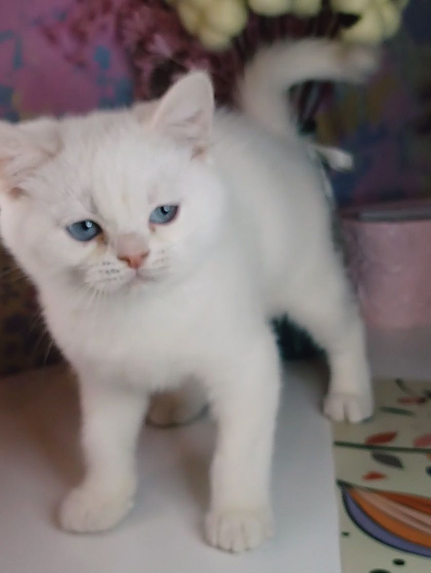 Котик белоснежный,белый,голубоглазый.Скотиш котёнок.