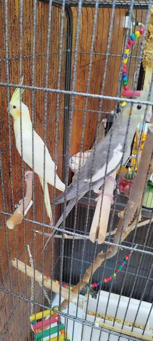 Sprzedam papugi nimfy razem z klatką