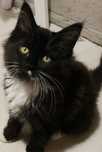 Kot MAINE COON z rodowodem
