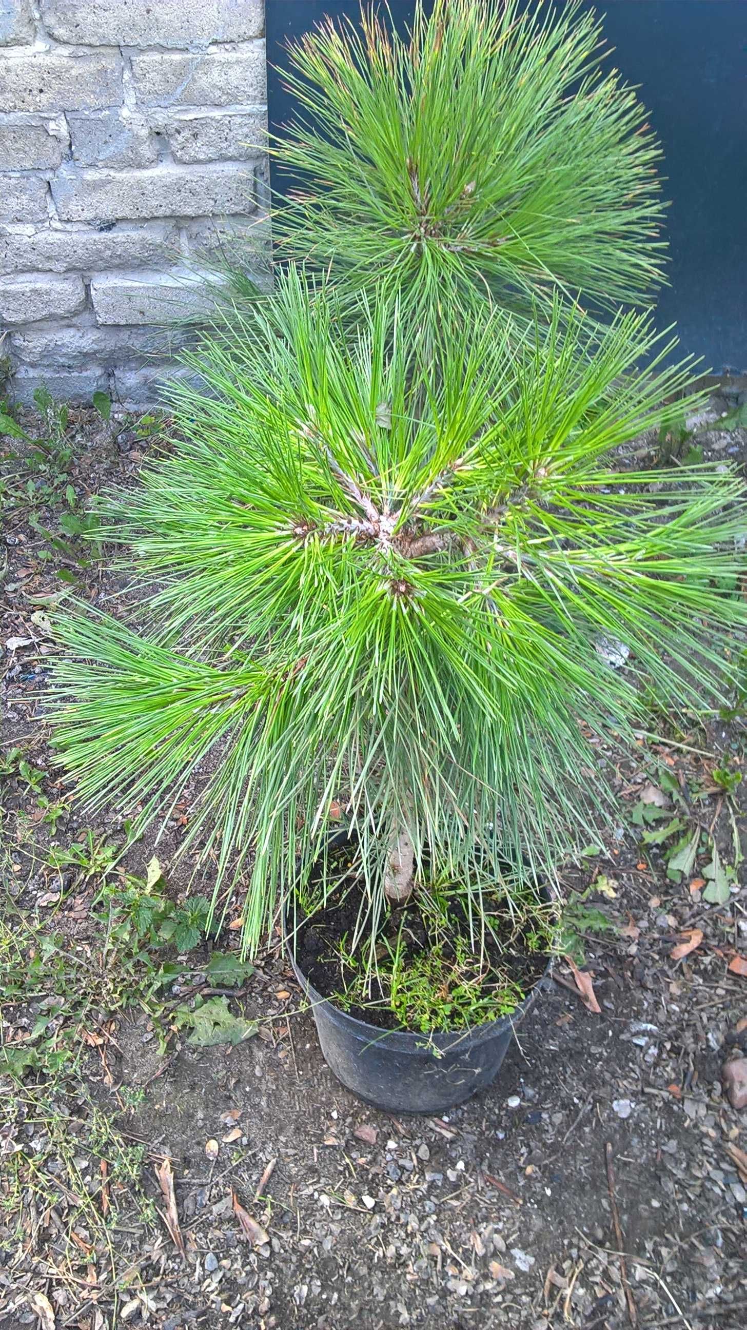 Ogrodowe Bonsai Sosna