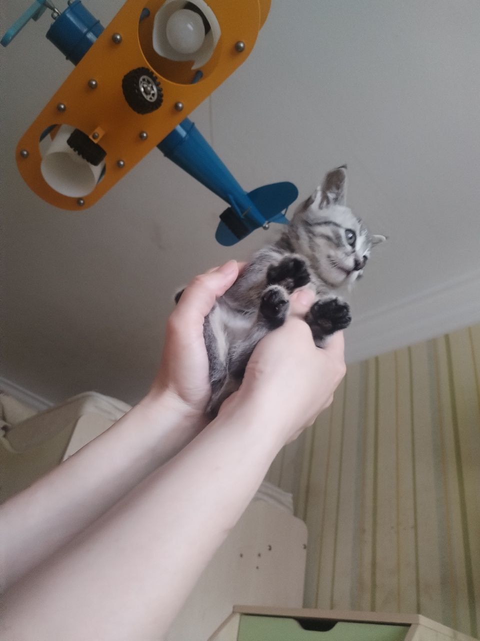 Маленькая голубая котенок девочка ищет дом! Отдам в хорошие руки!