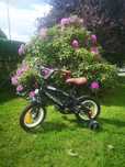 Rowerek Amigo BMX Fun 12''