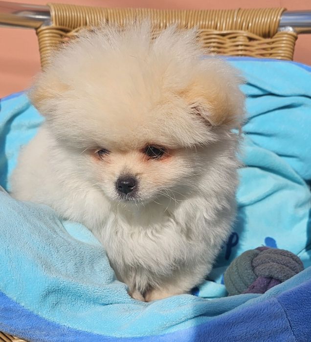 Spitz macho pequenino