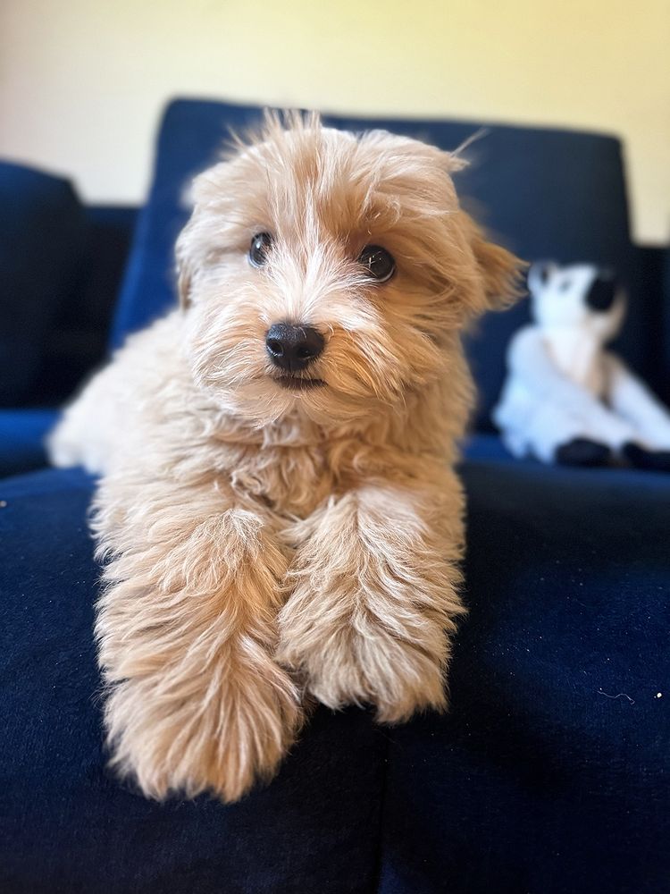 Maltipoo biszkoptowy piesek
