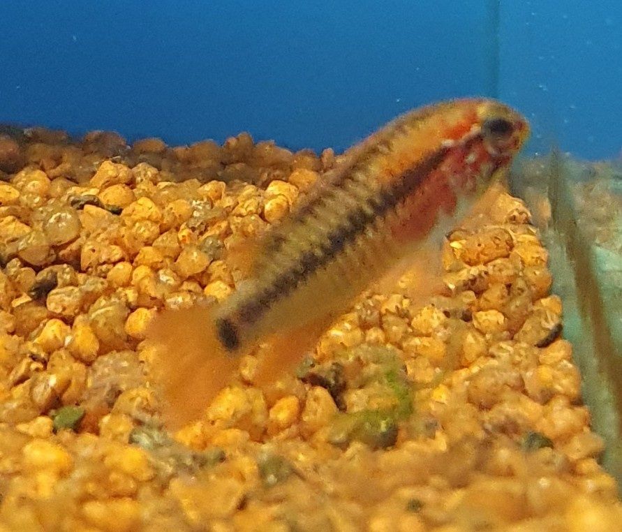 Pielegniczka apistograma macmasteri Kraków