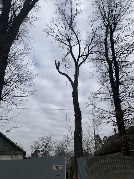 Зрізання дерев|Видалення дерев|Кронування дерев|Корчування|Обрізка сад