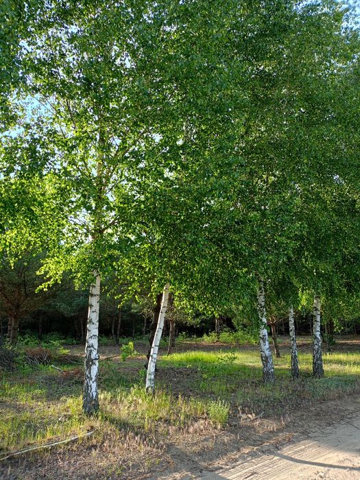 Działka rekreacyjna 1714m2 z MPZP